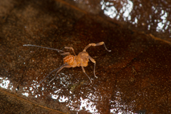 Zalmoxidae