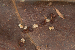 Microgovia oviformis