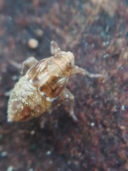 Megamelodes quadrimaculatus