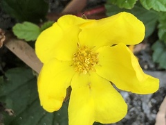 Hibbertia grossulariifolia