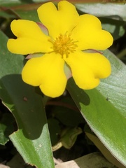 Hibbertia grossulariifolia