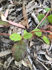 Hibbertia grossulariifolia
