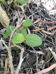 Hibbertia grossulariifolia