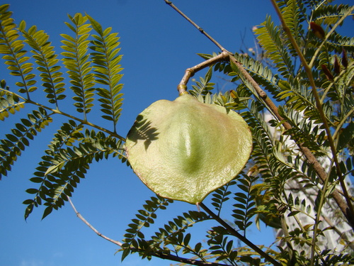 Jacaranda mimosifolia