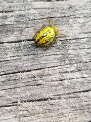 Alpaida variabilis