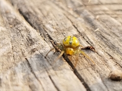 Alpaida variabilis