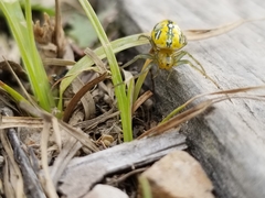 Alpaida variabilis