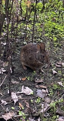 Sylvilagus palustris