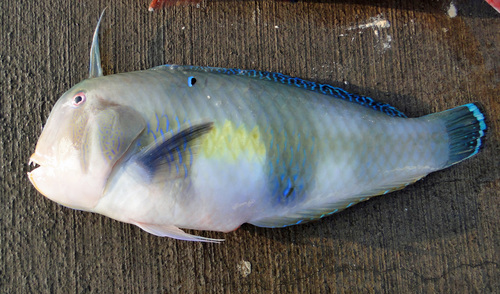 Black nabeta (Iniistius pavo) — Labridae — 3
