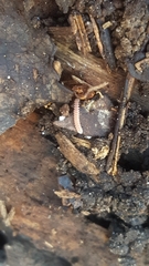 Pyrgodesmidae