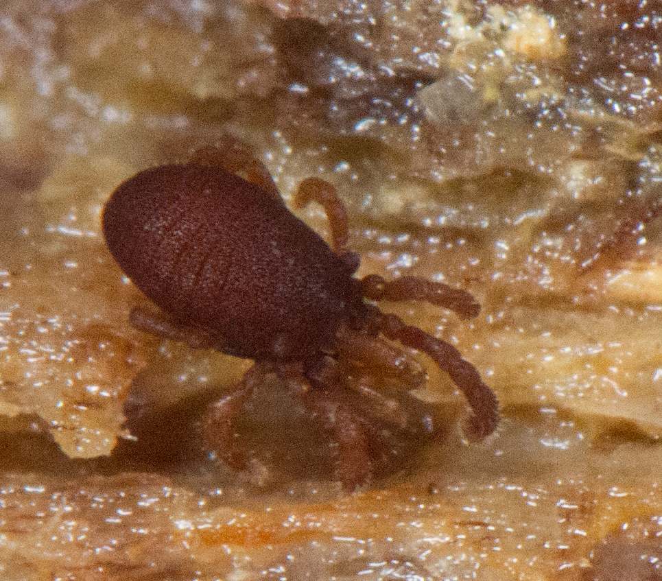 Neogovea