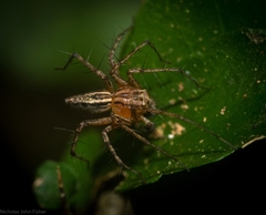 Oxyopes elegans