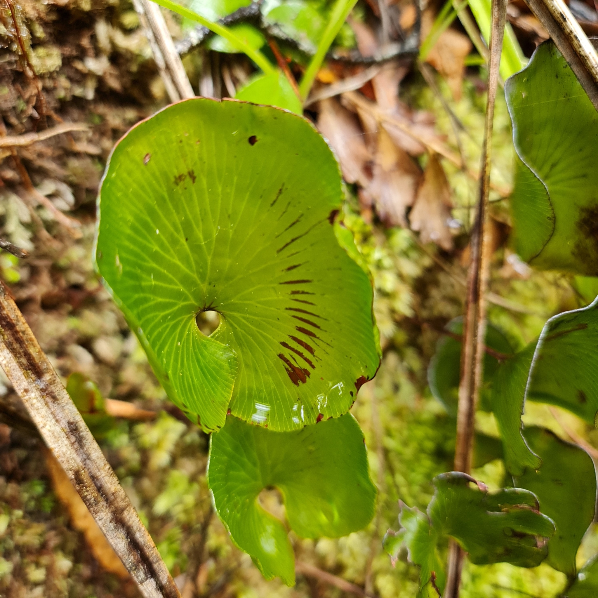 Hymenophyllum nephrophyllum image