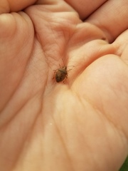 Mcphersonarcys aequalis