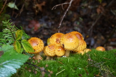 Pholiota limonella