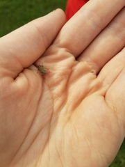 Mcphersonarcys aequalis