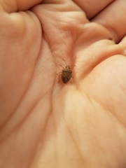 Mcphersonarcys aequalis