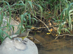 Machetornis rixosa