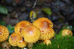 Pholiota limonella