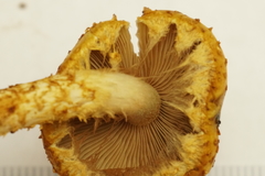 Pholiota limonella