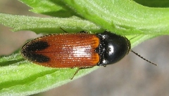 Ampedus apicatus