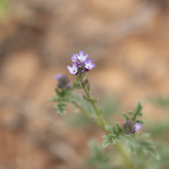 Verbena supina