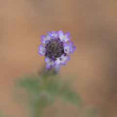 Verbena supina