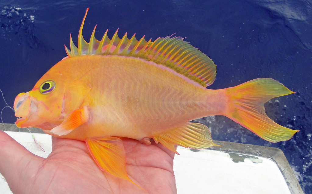 Hawaiian Deep Anthias