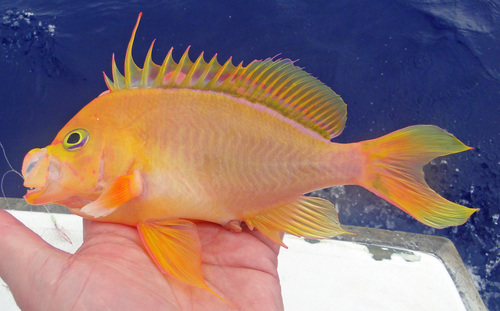 Hawaii-zwaluwstaart-baars (Odontanthias fuscipinnis) — Serranidae