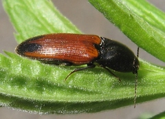 Ampedus apicatus