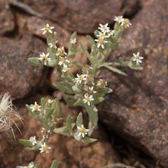 Rhodanthe microglossa