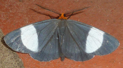 Image of Simena luctifera