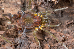 Eubalta planiceps