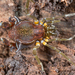 Eubalta planiceps - Photo (c) Gonzalo Giribet, some rights reserved (CC BY-NC), uploaded by Gonzalo Giribet