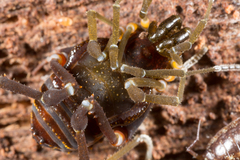Eubalta planiceps