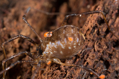 Thrasychirus modestus