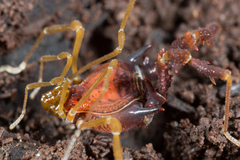 Neogonyleptes docilis