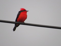 Pyrocephalus rubinus
