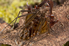Pachylinae