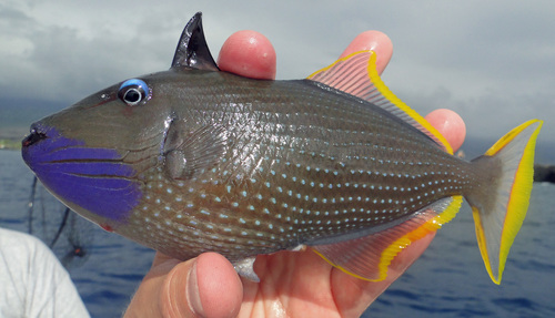 Gilded triggerfish (Xanthichthys auromarginatus) — Balistidae