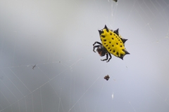 Gasteracantha cancriformis