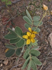 Senna confinis