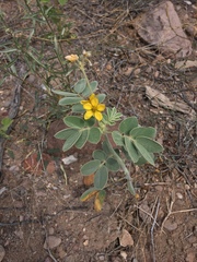 Senna confinis