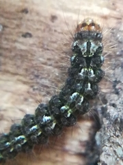 Eilema depressa