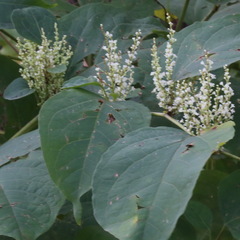 Reynoutria × bohemica