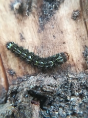 Eilema depressa