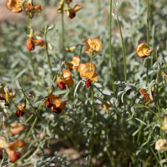 Swainsona stipularis