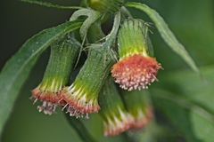 Crassocephalum crepidioides