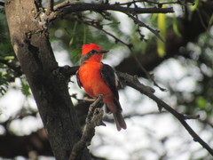 Pyrocephalus rubinus