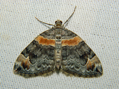 Dysstroma hersiliata